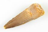 1.5" Spinosaurus Tooth - Real Dinosaur Tooth - #200851-1